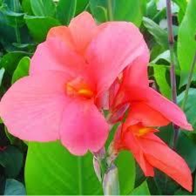 Канна Pink President