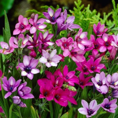 Бабіана Stricta (3 шт.)