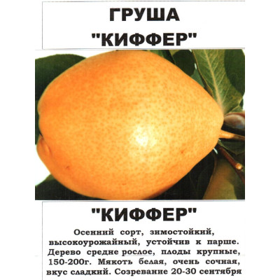 Груша Кіффер (дворічна)