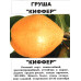 Груша Кіффер (дворічна) Груша Кіффер (дворічна)