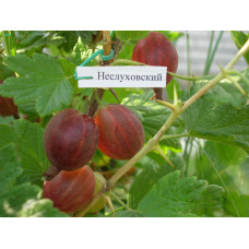 Крыжовник Неслухов