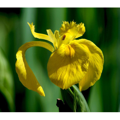 Іриси Hollandica Yellow (5шт.)