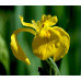 Іриси Hollandica Yellow (5шт.)