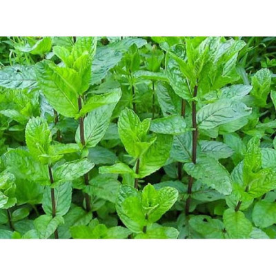 М'ята грушева (Mentha Pyrus)