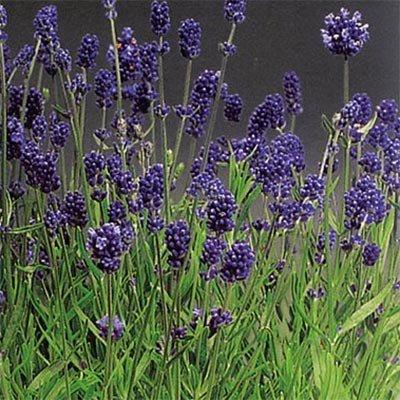 Лаванда Lavance Purple (ОКС)