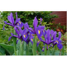 Ирисы Hollandica Discovery Purpule (5шт.)