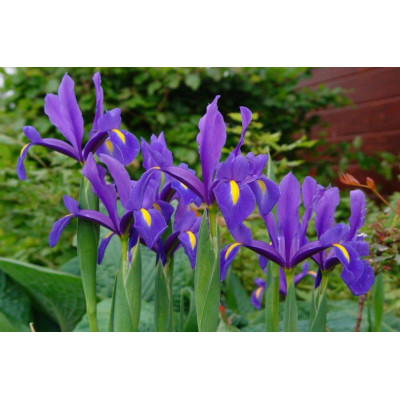 Ирисы Hollandica Discovery Purpule (5шт.)