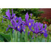 Ирисы Hollandica Discovery Purpule (5шт.) Ирисы Hollandica Discovery Purpule (5шт.)