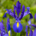 Ирисы Hollandica Discovery Purpule (5шт.)