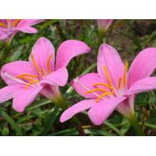 Зефирантес Rosea (3 шт.)