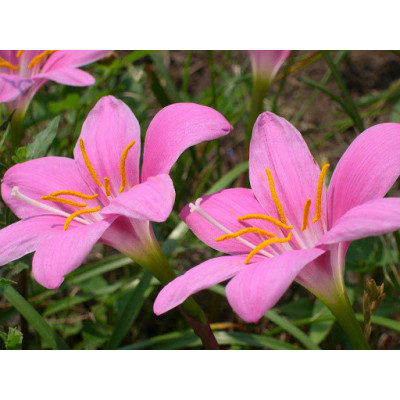 Зефірантес Rosea (3 шт.)