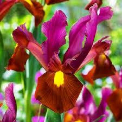 Ірис Hollandica Red Ember (2 шт.)