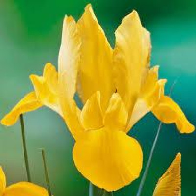 Ірис Golden Beauty (2 шт.)