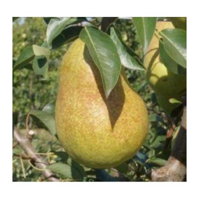 Груша Рікс (дворічна)