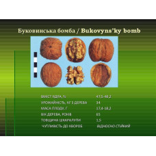 Волоський горіх Буковинська Бомба (щеплений) дворічний