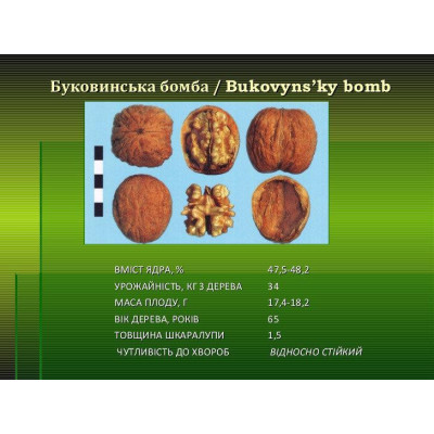 Волоський горіх Буковинська Бомба (щеплений) дворічний