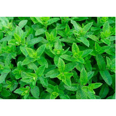 М'ята евкаліптова (Menta Eucalyptus)