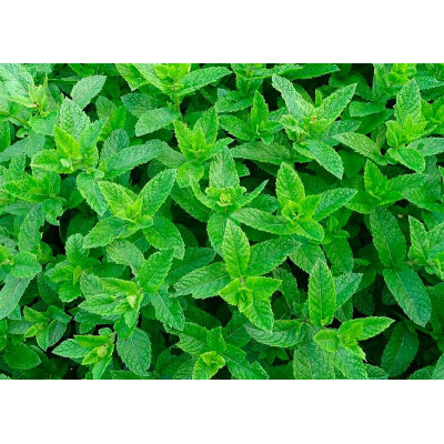 Мята эвкалиптовая (Menta Eucalyptus)