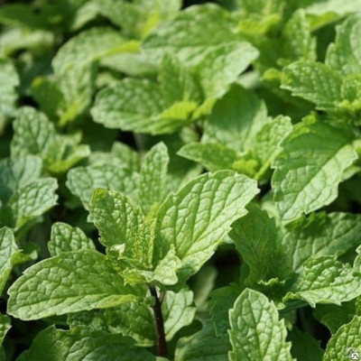 М'ята мохіто (Mеntha Mojito)