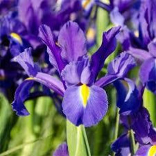 Ирис Discovery Purple (2 шт.)