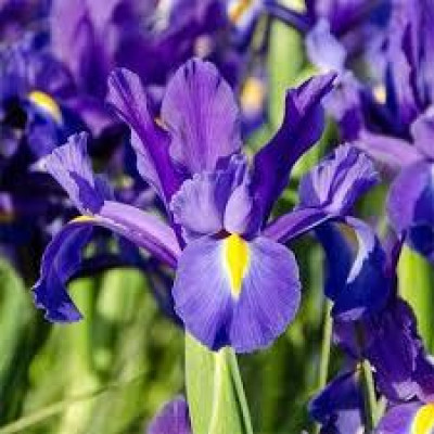 Ирис Discovery Purple (2 шт.)