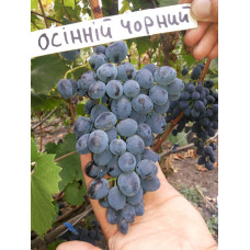 Виноград Осенний черный