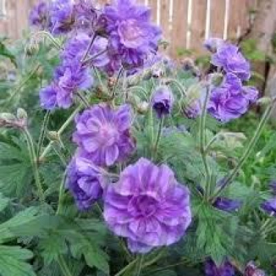 Герань Himalayense (корневище)