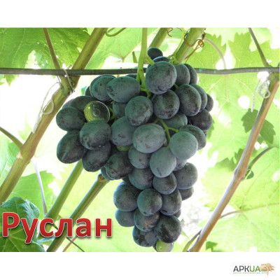Саджанці винограду Руслан