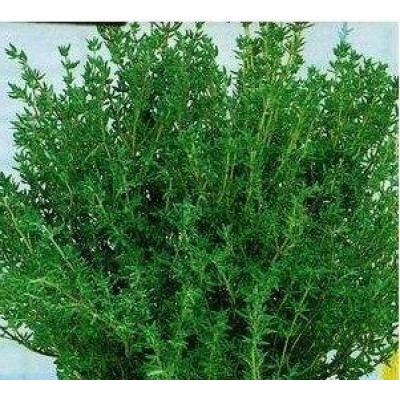 Чебрець Karpaten