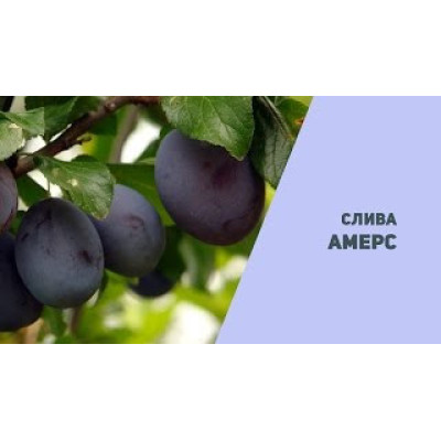 Слива Амерс (дворічна)