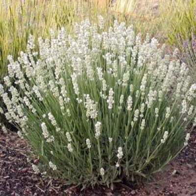Лаванда біла Edelweiss (ВКС)