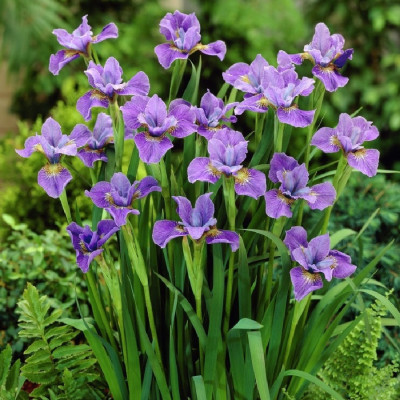 Іриси Purple Lavender Mix (5 шт.)
