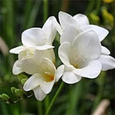 Фрезия Простая Белая (3 шт.)