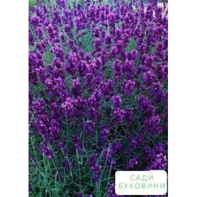 Лаванда узколистная Аngustifolia (ОКС)