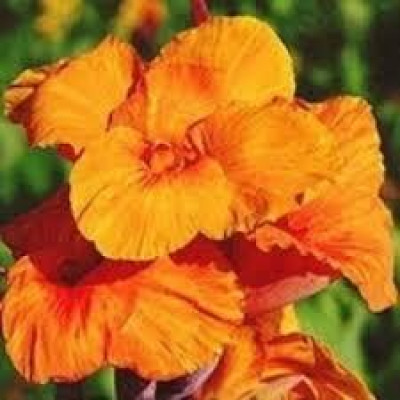 Канна Orange Beauty