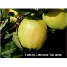 Яблоня Голдан Рейнджерс