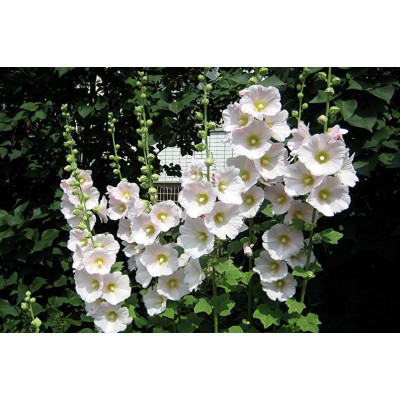 Мальва Rosea белая (ЗКС)