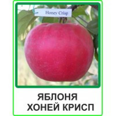 Яблоня Хоней Крисп (двухлетняя)